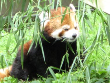 Hayvanat bahçesinde kırmızı bir panda