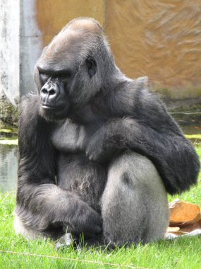 Hayvanat bahçesindeki goril