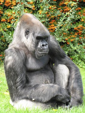 Hayvanat bahçesindeki goril