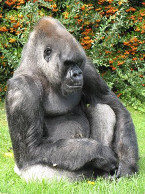 Hayvanat bahçesindeki goril