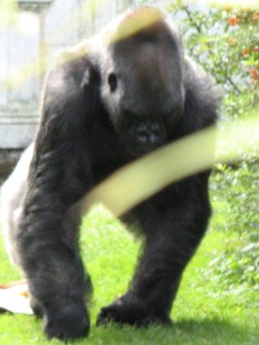 Hayvanat bahçesindeki goril