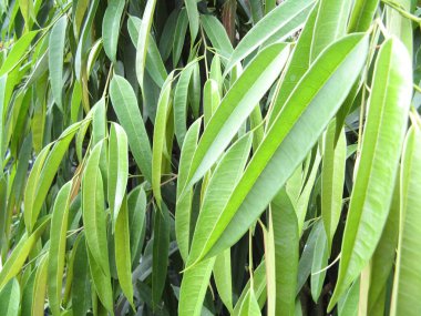 Tropik bitki örtüsü, doğanın güzelliği.
