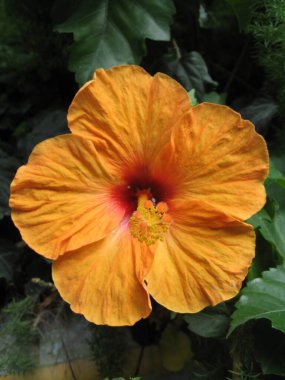 Tropik çiçek, doğanın güzelliği