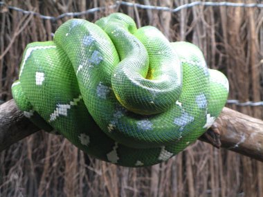 Hayvanat bahçesindeki sürüngen