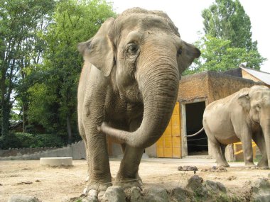 Hayvanat bahçesindeki büyük fil