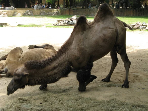 Kameel Een Dierentuin — Stockfoto