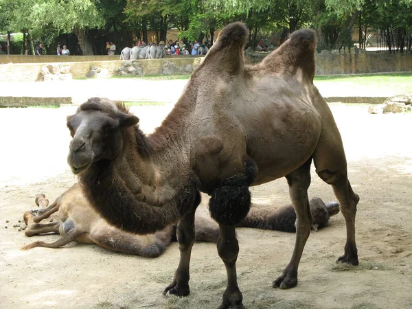 Верблюд Зоопарку — стокове фото