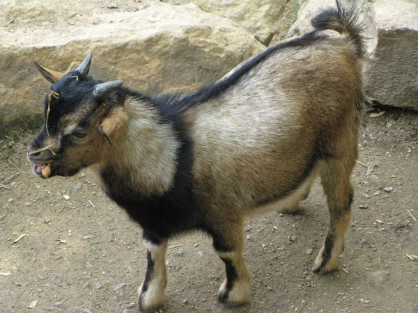 Ziege Zoo — Stockfoto