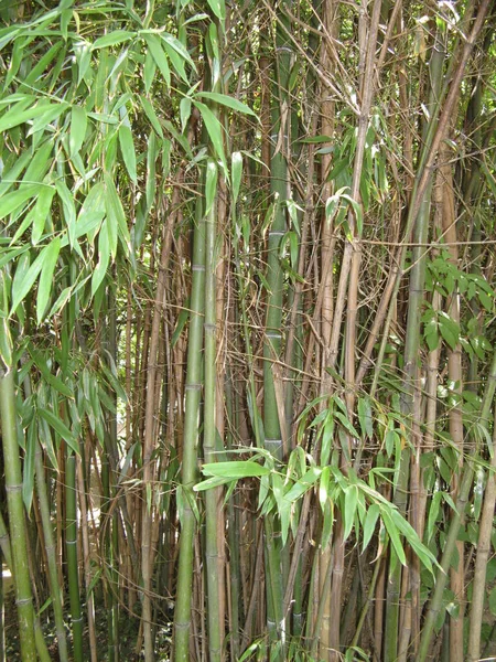 Tropisk Vegetation Naturens Skönhet — Stockfoto