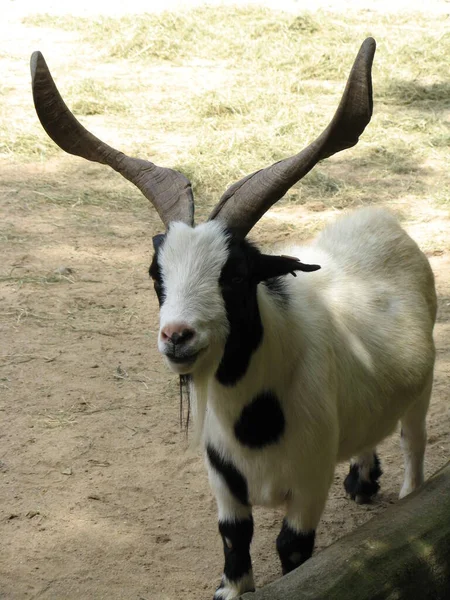 Goat Zoo — Stock Photo, Image