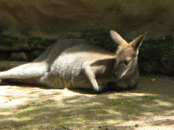 Canguru Zoológico — Fotografia de Stock