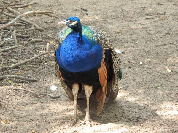 Peacock Zoo — Stock Photo, Image
