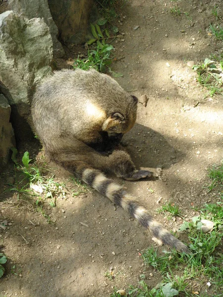 Ein Waschbär Zoo — Stockfoto