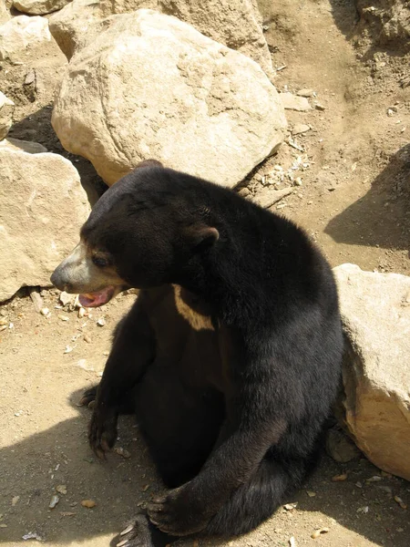 Μαύρη Αρκούδα Ζωολογικό Κήπο — Φωτογραφία Αρχείου
