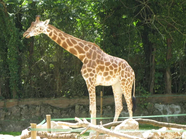 Una Giraffa Uno Zoo — Foto Stock