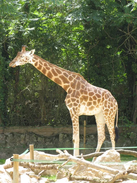 Żyrafa Zoo — Zdjęcie stockowe