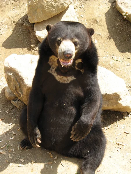 Urso Negro Zoológico — Fotografia de Stock