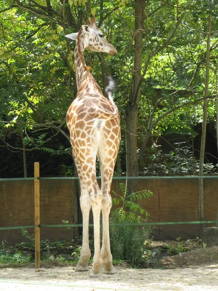 Une Girafe Dans Zoo — Photo