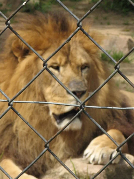 动物园里的狮子 — 图库照片