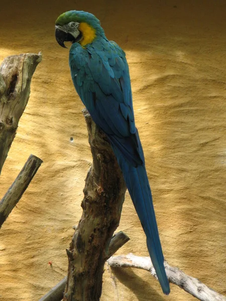 Piękna Kolorowa Papuga — Zdjęcie stockowe