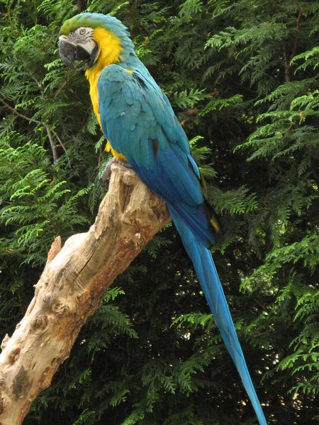 Papagaio Bonito Colorido — Fotografia de Stock
