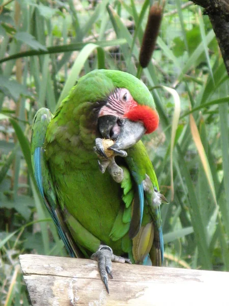 Papagaio Bonito Colorido — Fotografia de Stock