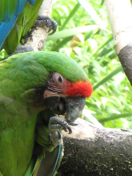 Papagaio Bonito Colorido — Fotografia de Stock