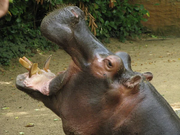 Гіпопотама Зоопарку — стокове фото