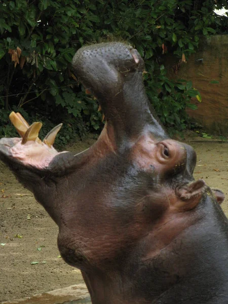 Hippopotamus Een Dierentuin — Stockfoto