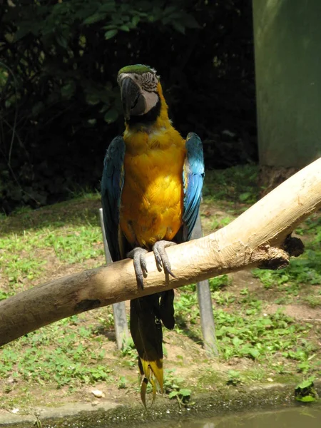 Papagaio Bonito Colorido — Fotografia de Stock