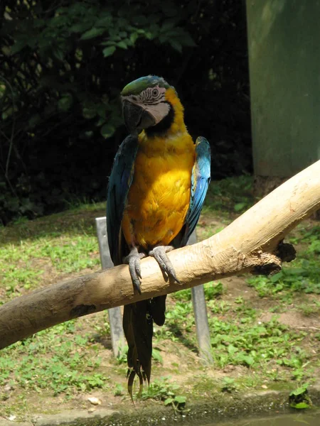 Papagaio Bonito Colorido — Fotografia de Stock