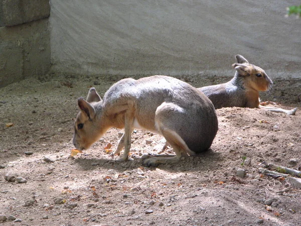 Marsupial Zoológico — Foto de Stock