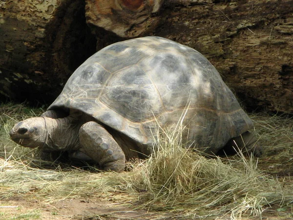 Een Amfibisch Dier Schildpad — Stockfoto