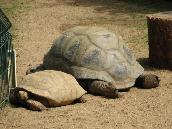 Een Amfibisch Dier Schildpad — Stockfoto