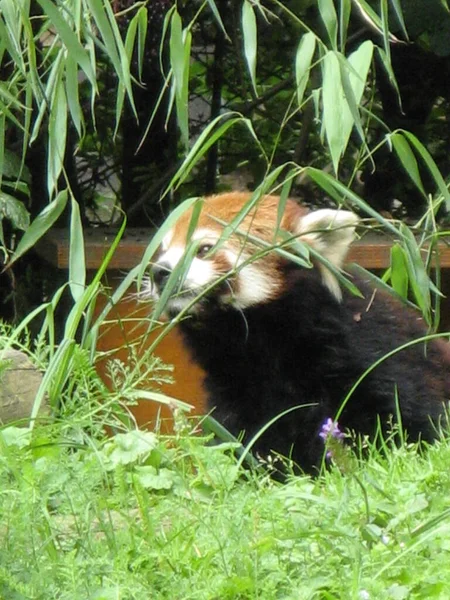 Ein Roter Panda Zoo — Stockfoto
