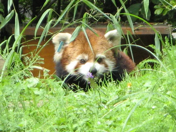 Panda Vermelho Zoológico — Fotografia de Stock