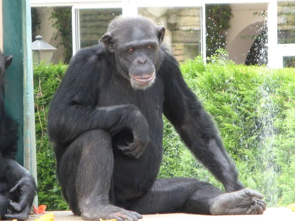 Chimpancé Zoológico — Foto de Stock