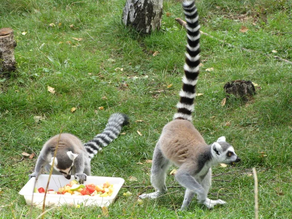 Hayvanat Bahçesindeki Lemur — Stok fotoğraf