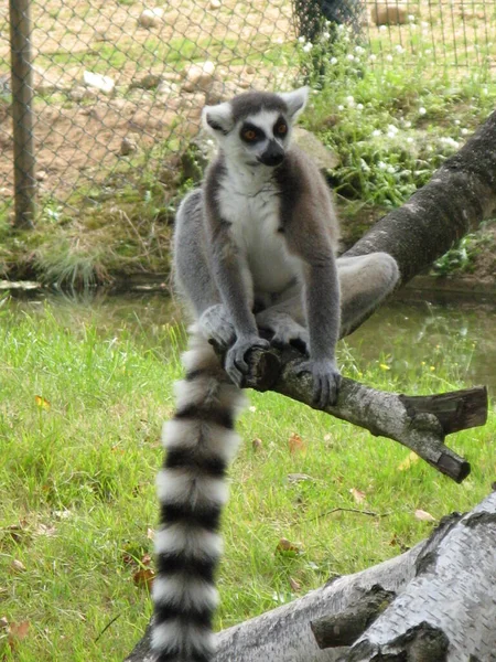 Lemur Zoológico — Fotografia de Stock
