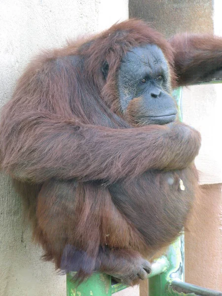 Orangutan Zoológico — Fotografia de Stock