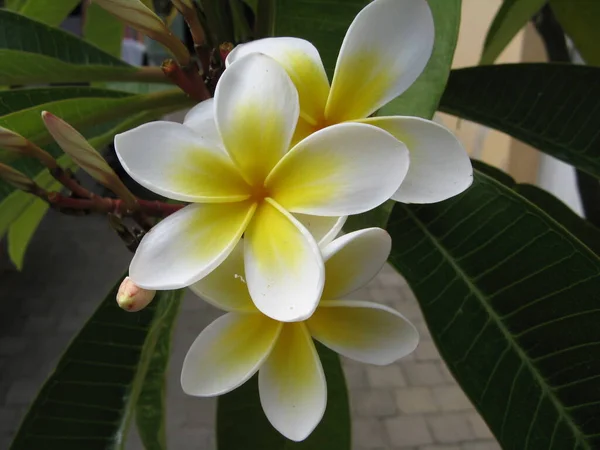 Flor Tropical Belleza Naturaleza —  Fotos de Stock