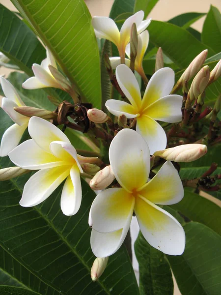 Flor Tropical Belleza Naturaleza —  Fotos de Stock