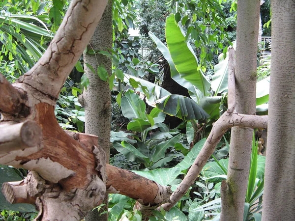 バナナの木の葉 — ストック写真