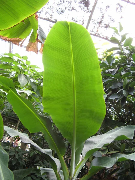 バナナの木の葉 — ストック写真
