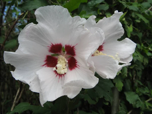 Tropische Blume Schönheit Der Natur — Stockfoto