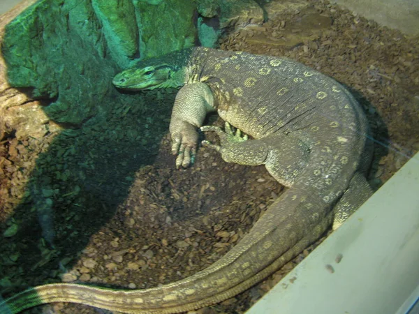 Reptile Dans Zoo — Photo