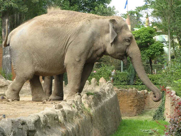 Великий Слон Зоопарку — стокове фото
