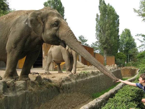Великий Слон Зоопарку — стокове фото