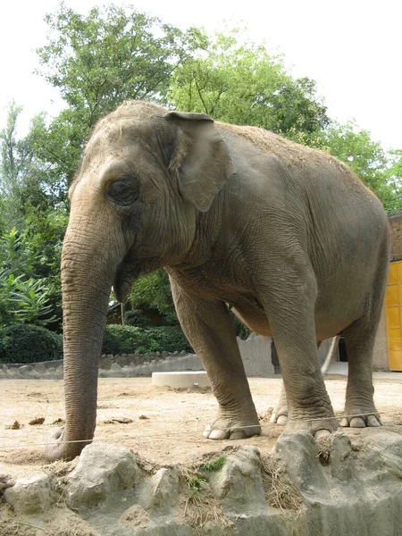 Big Elephant Zoo — Stock Photo, Image