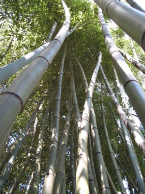 Bambu koruluğunda bambu.